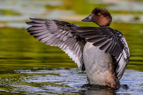 Anatra dereghi sull acqua