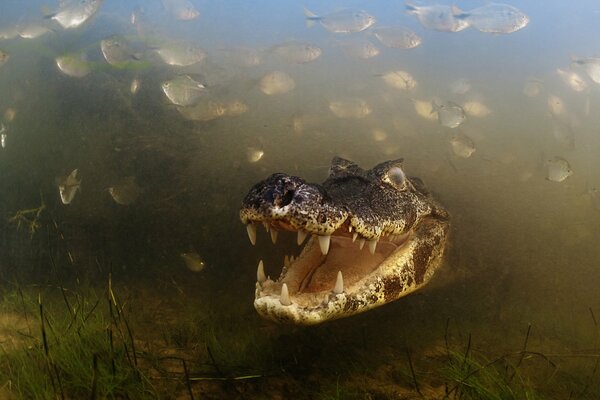 Brazilian alligator among aquatic vegetation