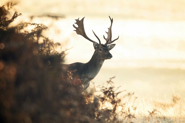 Deer nature background horns
