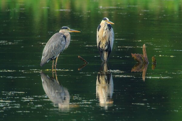 Two gray herons on driftwood in the middle of the pond