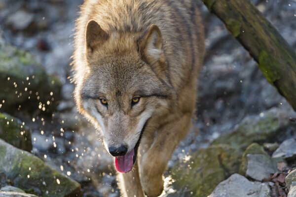 Photo of a predator wolf running through the water