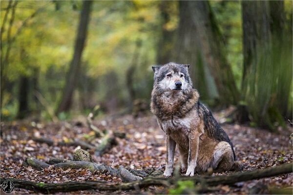 Loup triste dans la forêt d automne