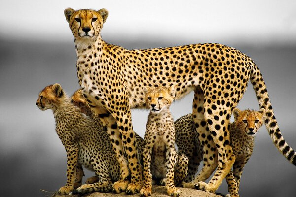 Familia de guepardos de gato con gatitos