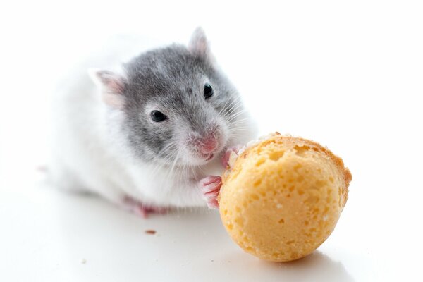 Rat grignotant des biscuits