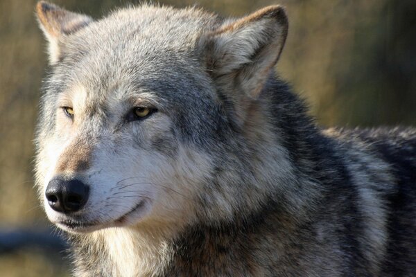 El hocico de un lobo con la mirada de un depredador