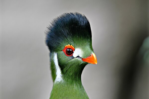 Drôle d oiseau turaco avec un bec lumineux