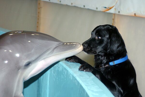 Black dog sniffs dolphin