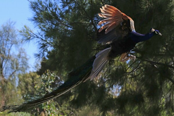 Schöner Pfau im Flug über einen Baum