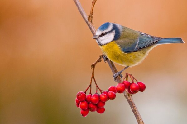 Der Vogel des Azorblauen sitzt auf den Beeren der Eberesche