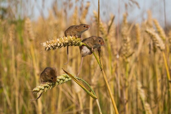 Souris campagnols sur un champ de blé