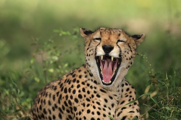 El gatito leopardo bosteza en la hierba