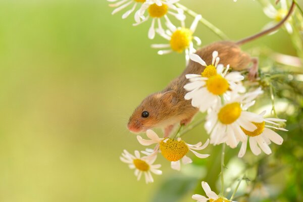 Cute frame with a mouse on a daisy