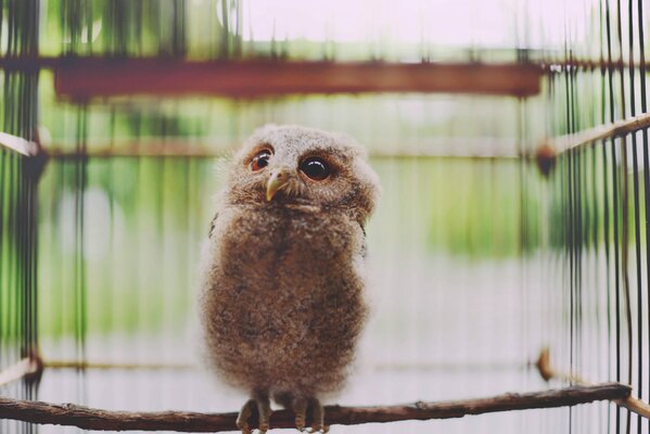 A little owl on a perch in a cage
