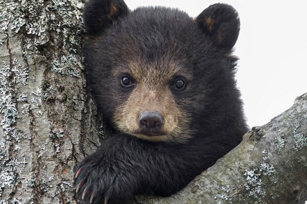 Un simpatico orsacchiotto ti guarda