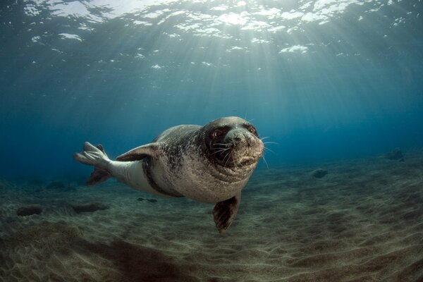 Das Männchen der Robbe schwimmt auf die Insel , das Wasser hat die Sonnenstrahlen zerstreut
