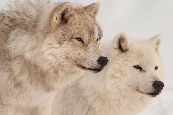 Loups durs à la chasse