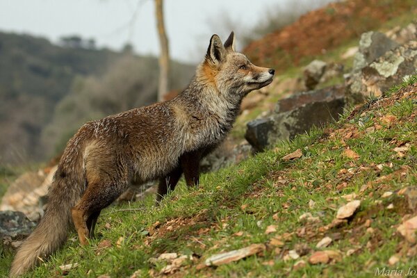 Fuchs in freier Wildbahn