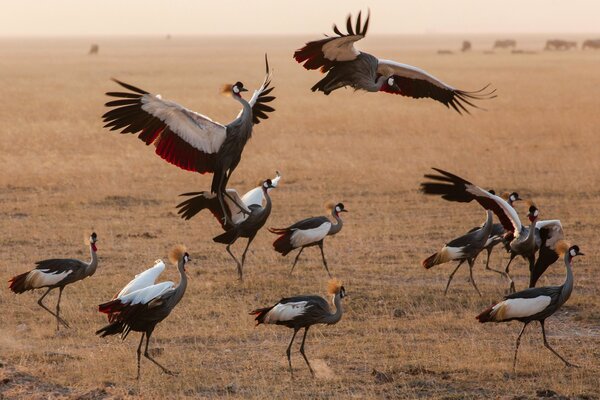 Troupeau d oiseaux dans le désert caennais