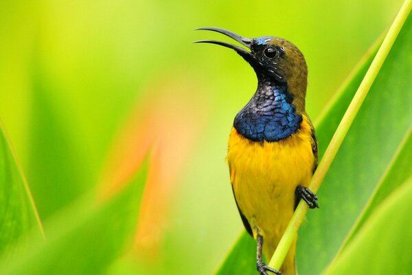 Pájaro con pico largo sobre fondo verde