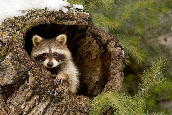 Cute raccoon sitting inside the stump