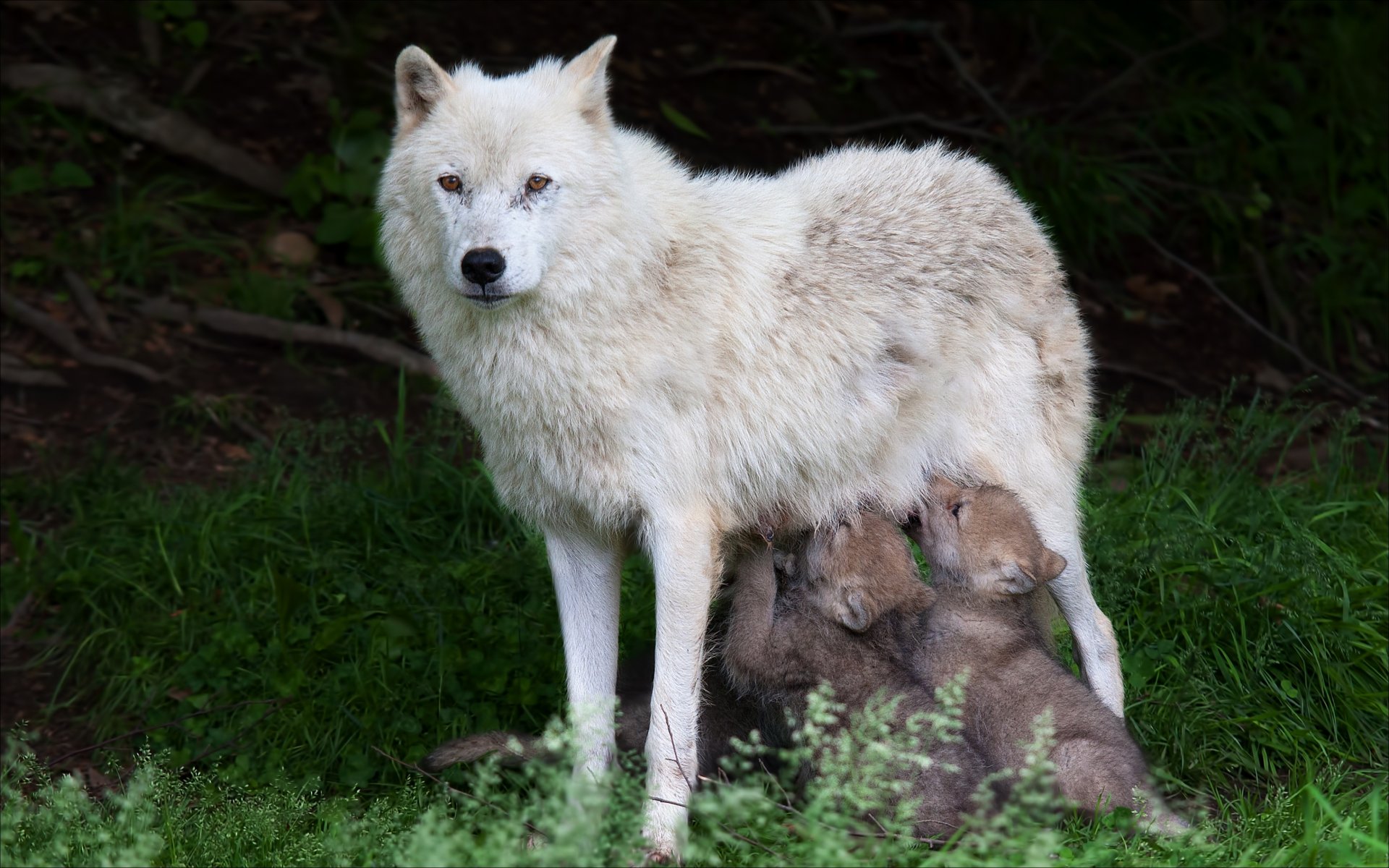 natur tiere wölfe tiere wolf wolf