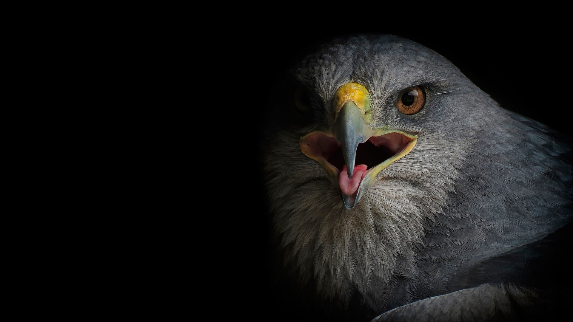 poiana sarich falco predatore uccello