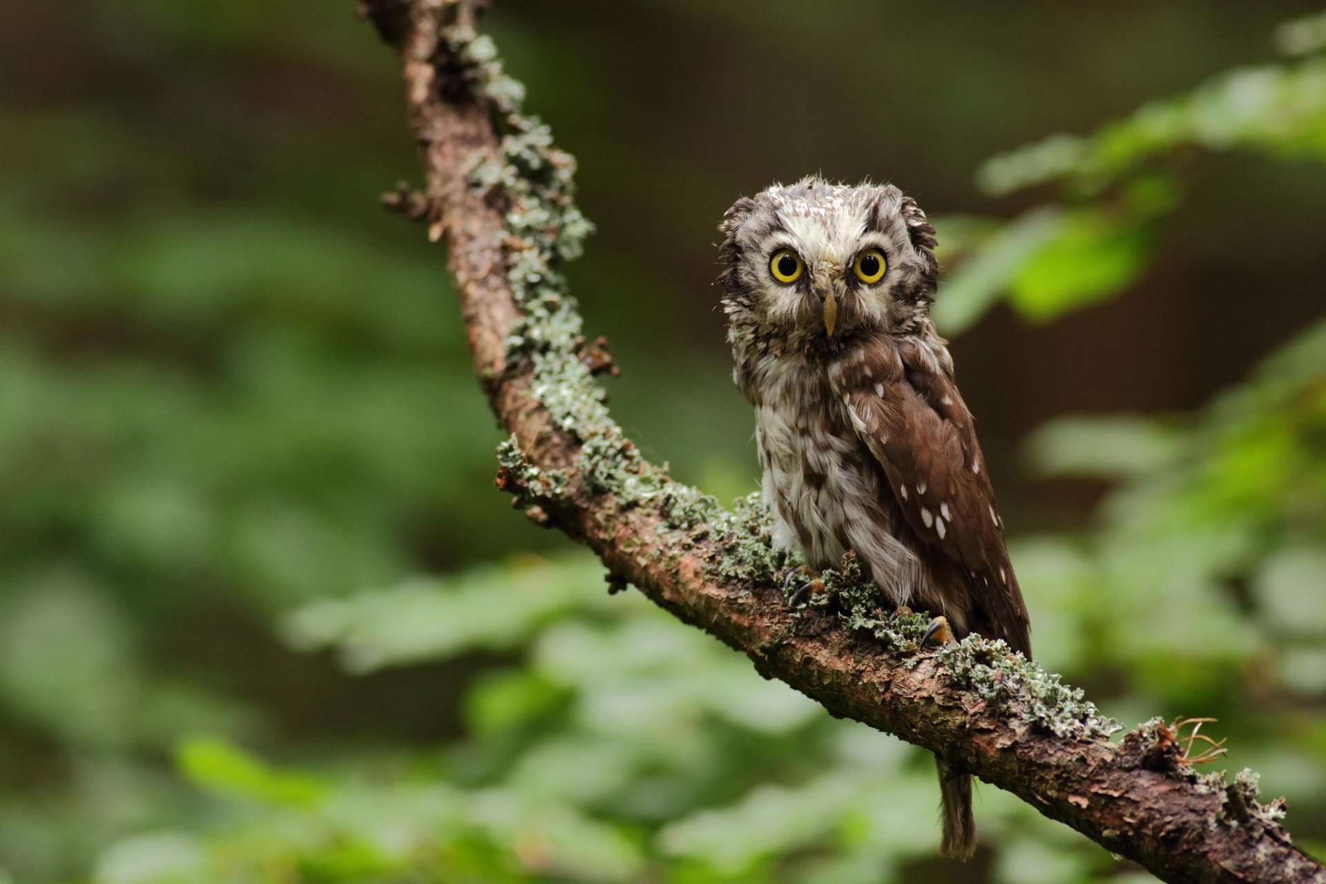 owl bird owl gaze branch tree greenery forest nature