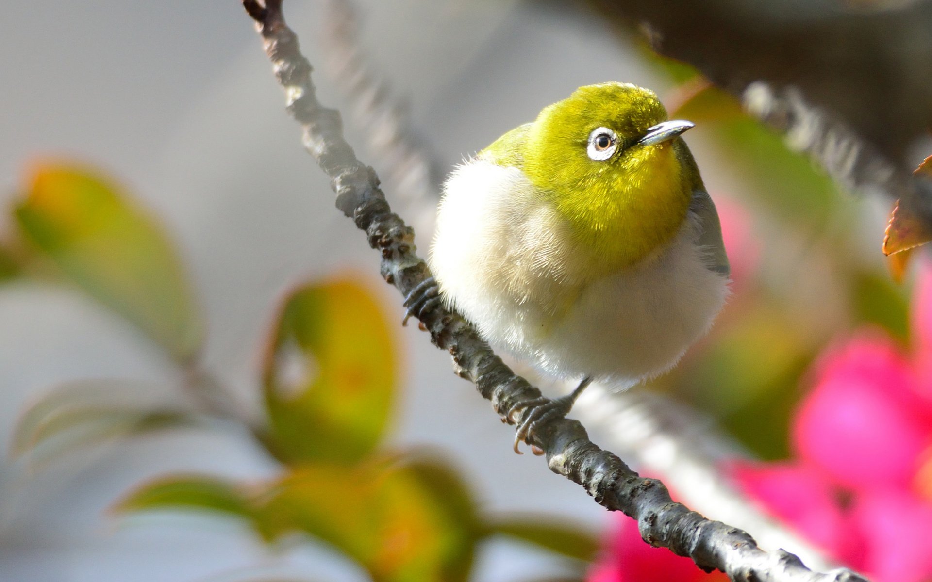 vogel gefieder gelb zweig blumen rosa