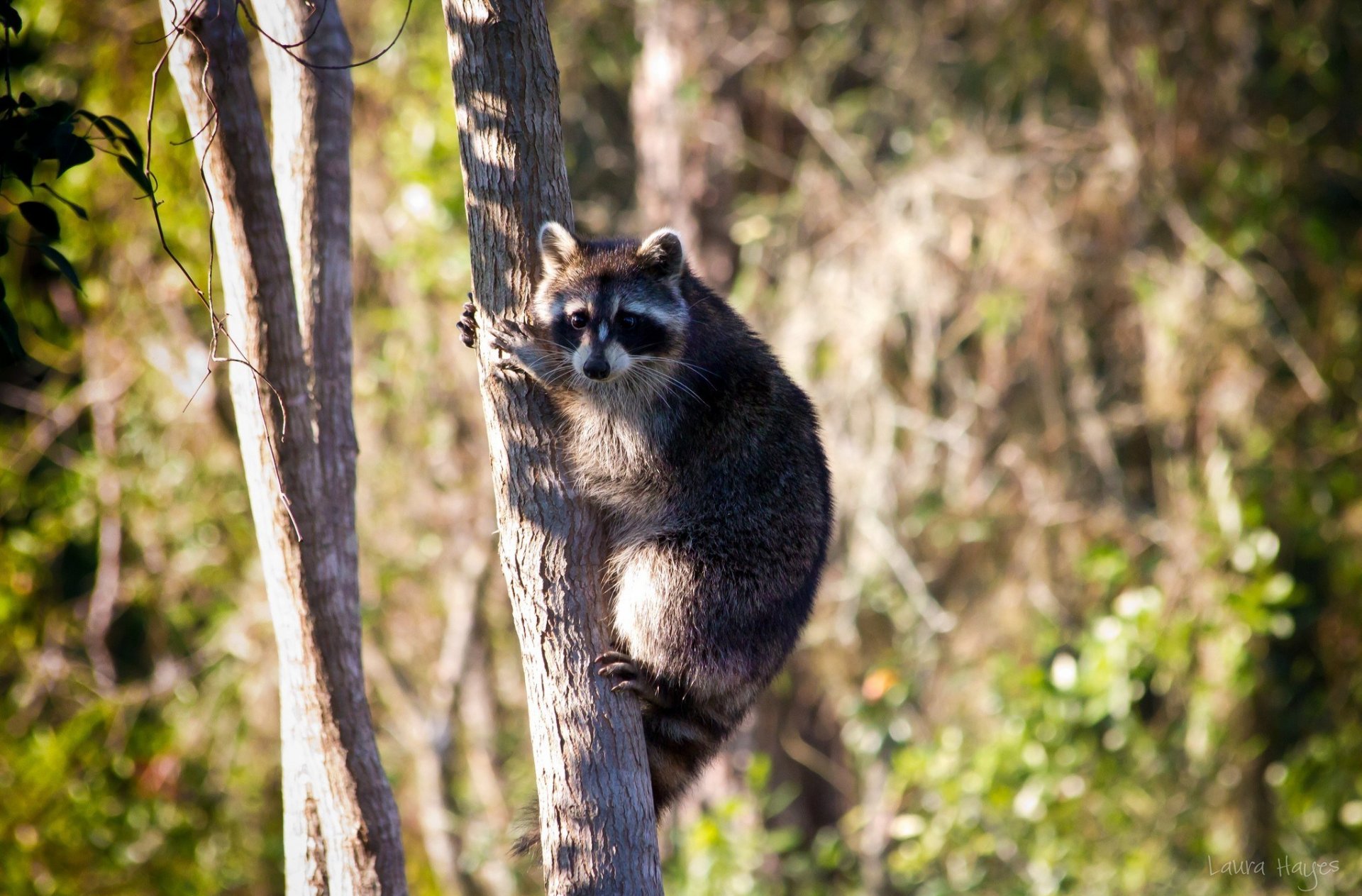 waschbär baum natur fotografie