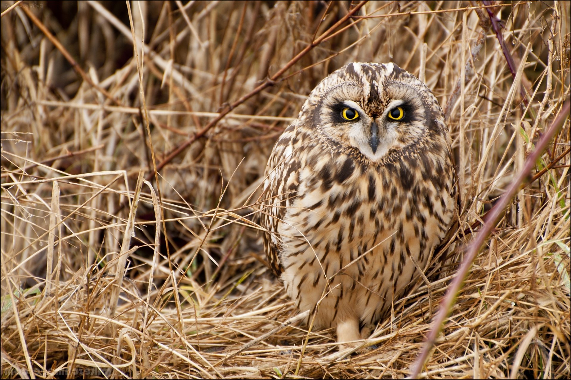 chouette des marais herbe oiseau