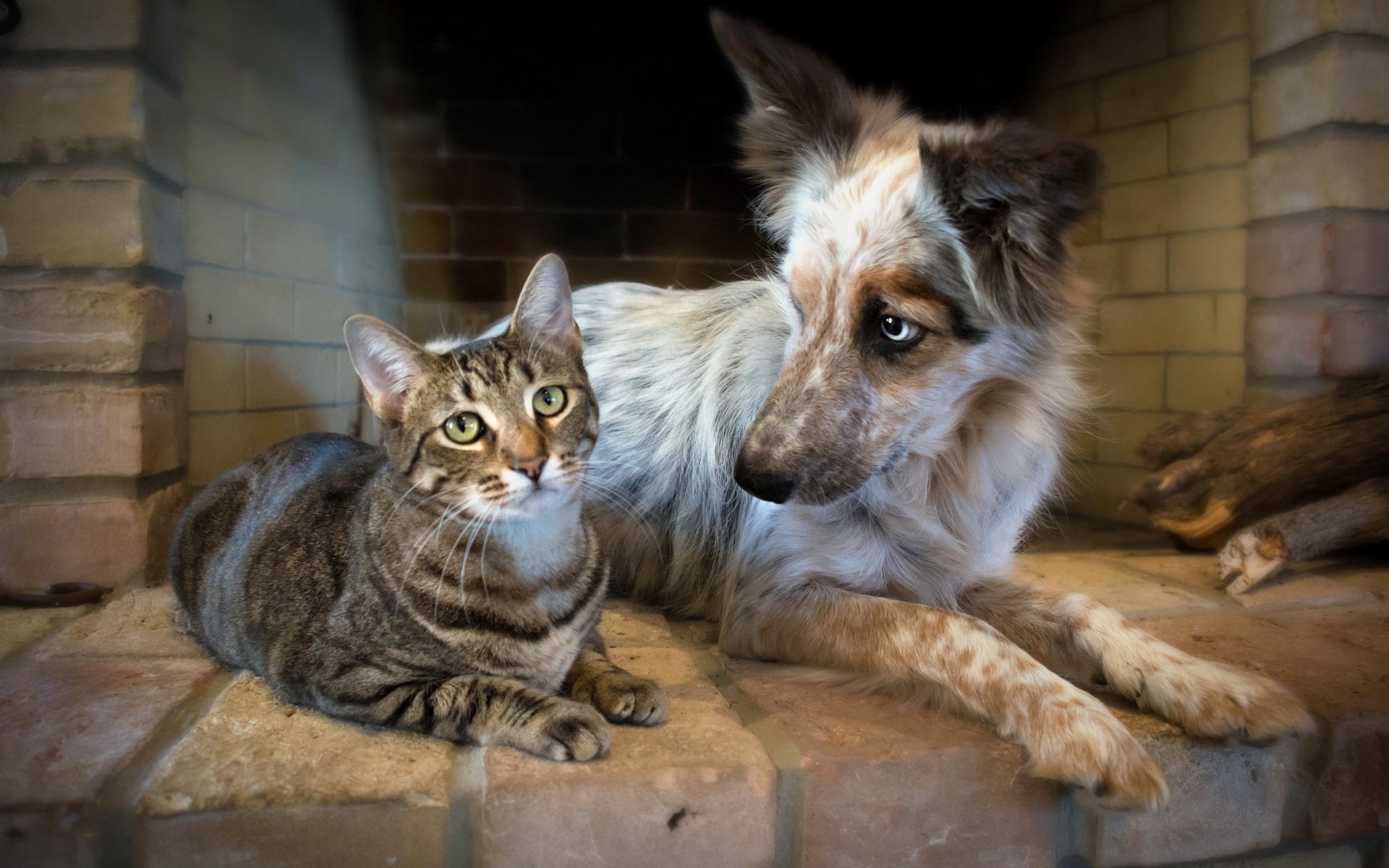 katze hund freundschaft