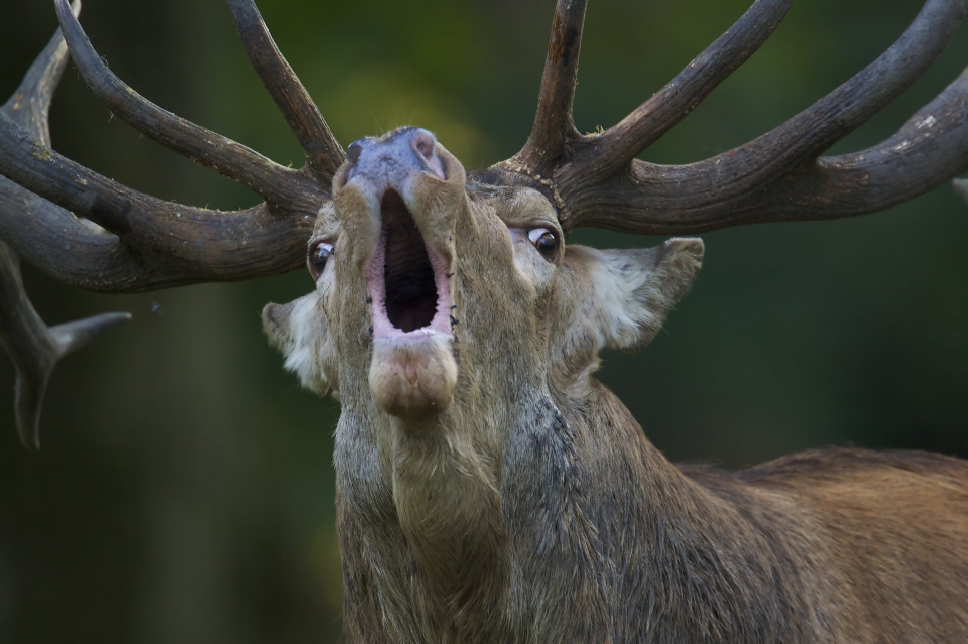 ciervo cervus elaphus ciervo rojo macho rugiente desafío amenazante a los rivales atracción de hembras período gon klampenborg