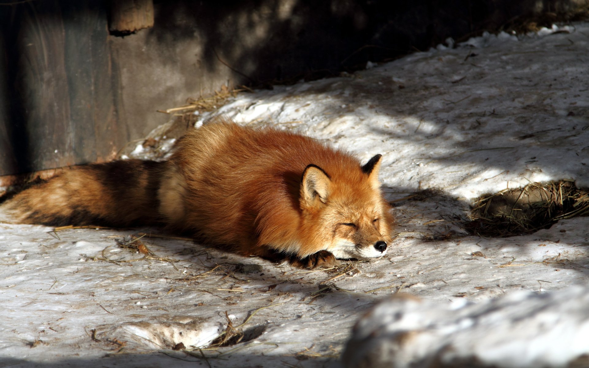 fox nature winter