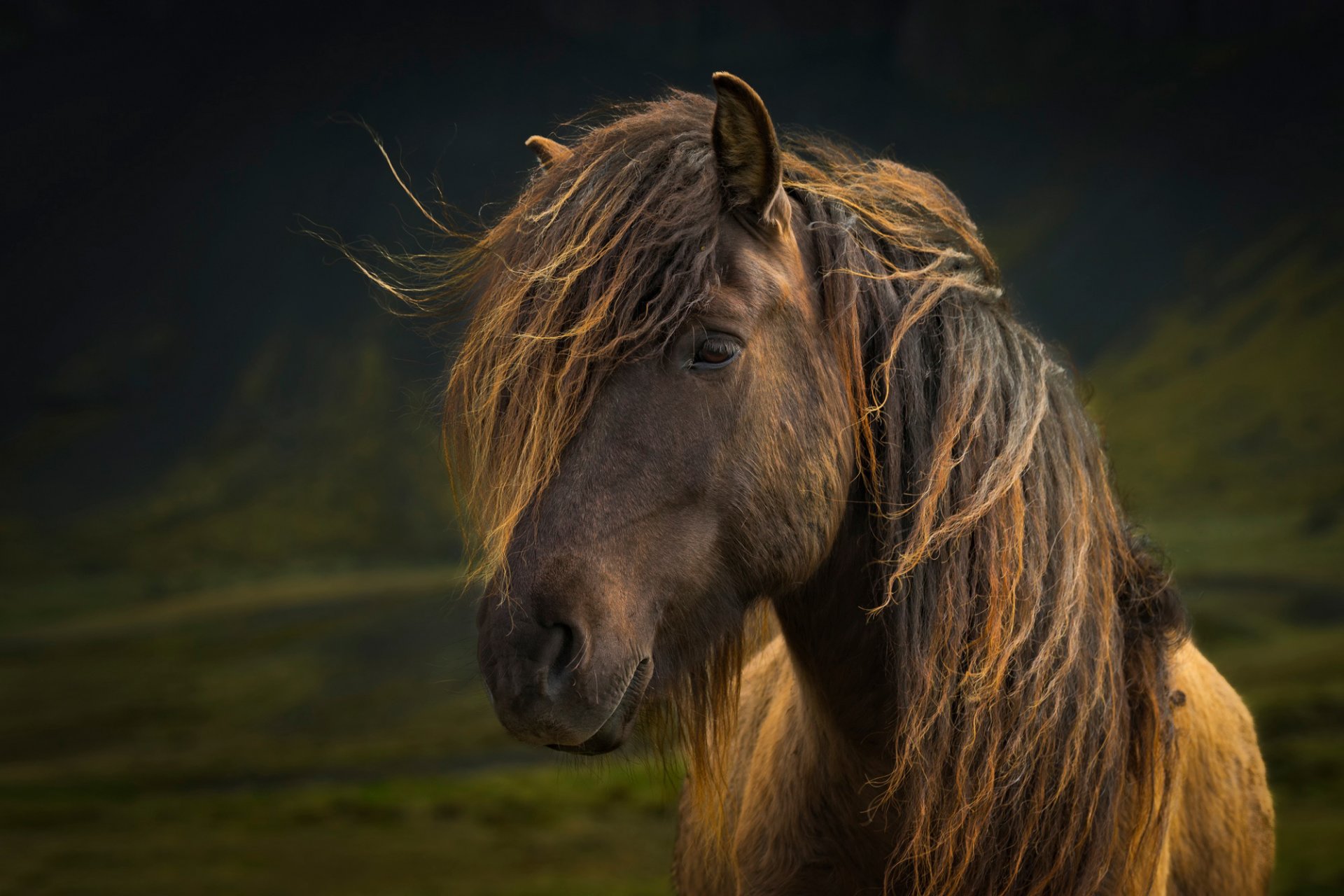 cheval crinière regard