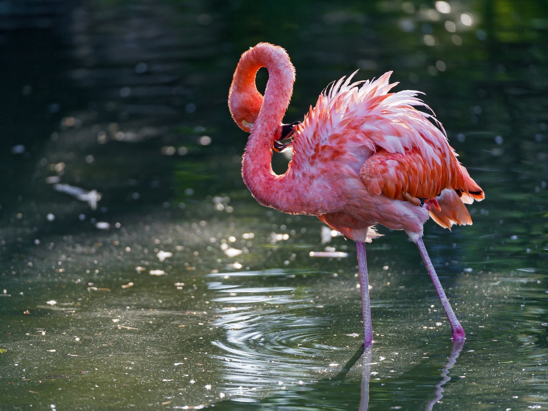 flamenco rosado pájaro agua