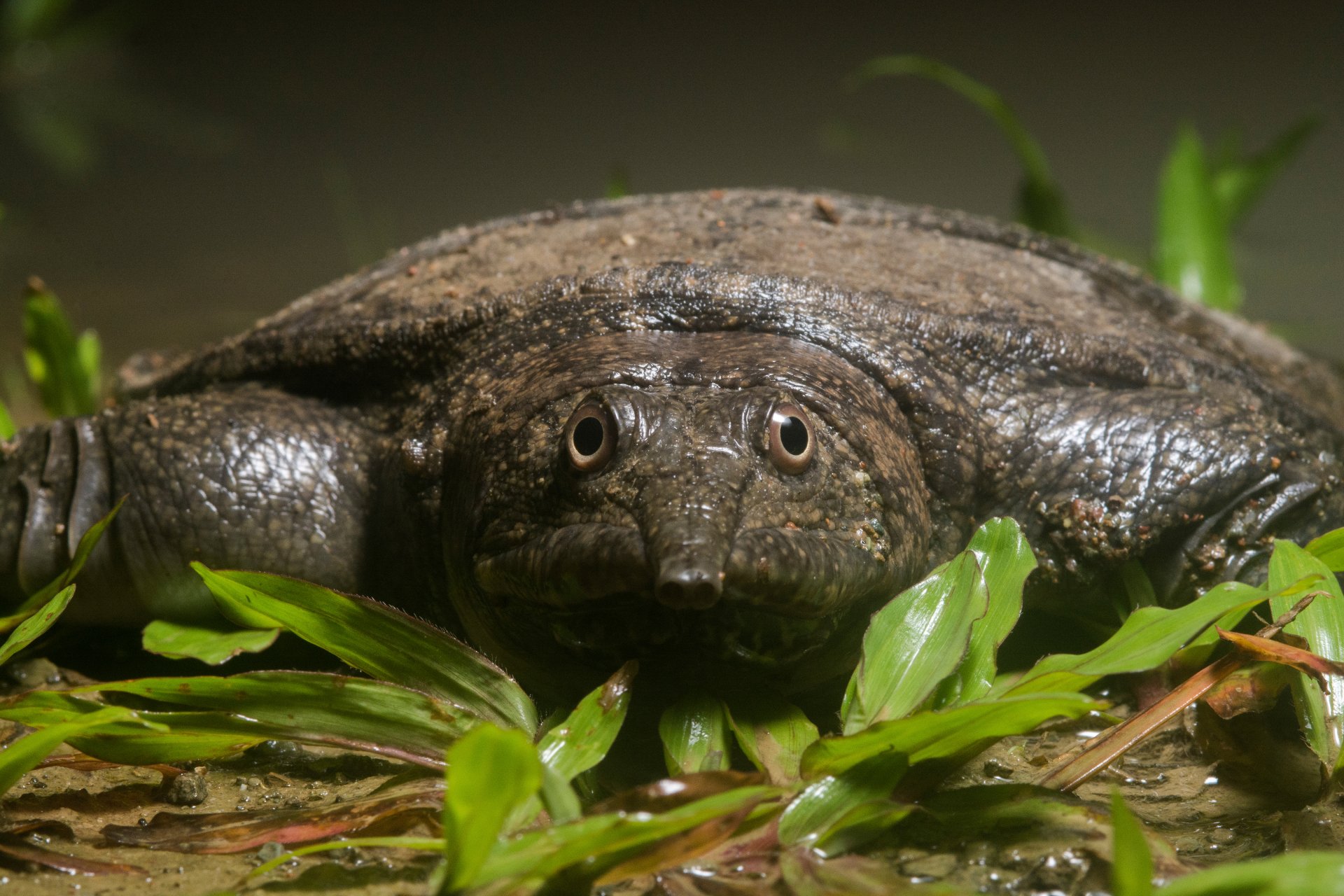 dogania subplana dogania tortue