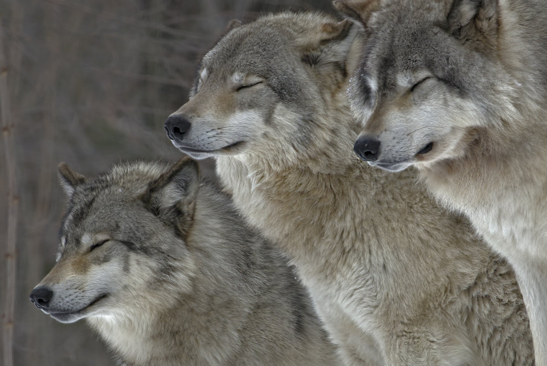 animaux loups fourrure nature