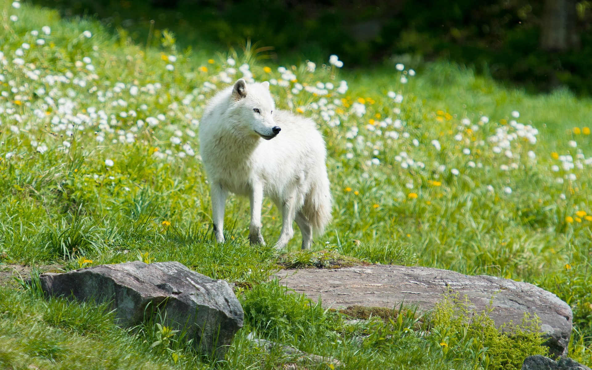 wolf nature background