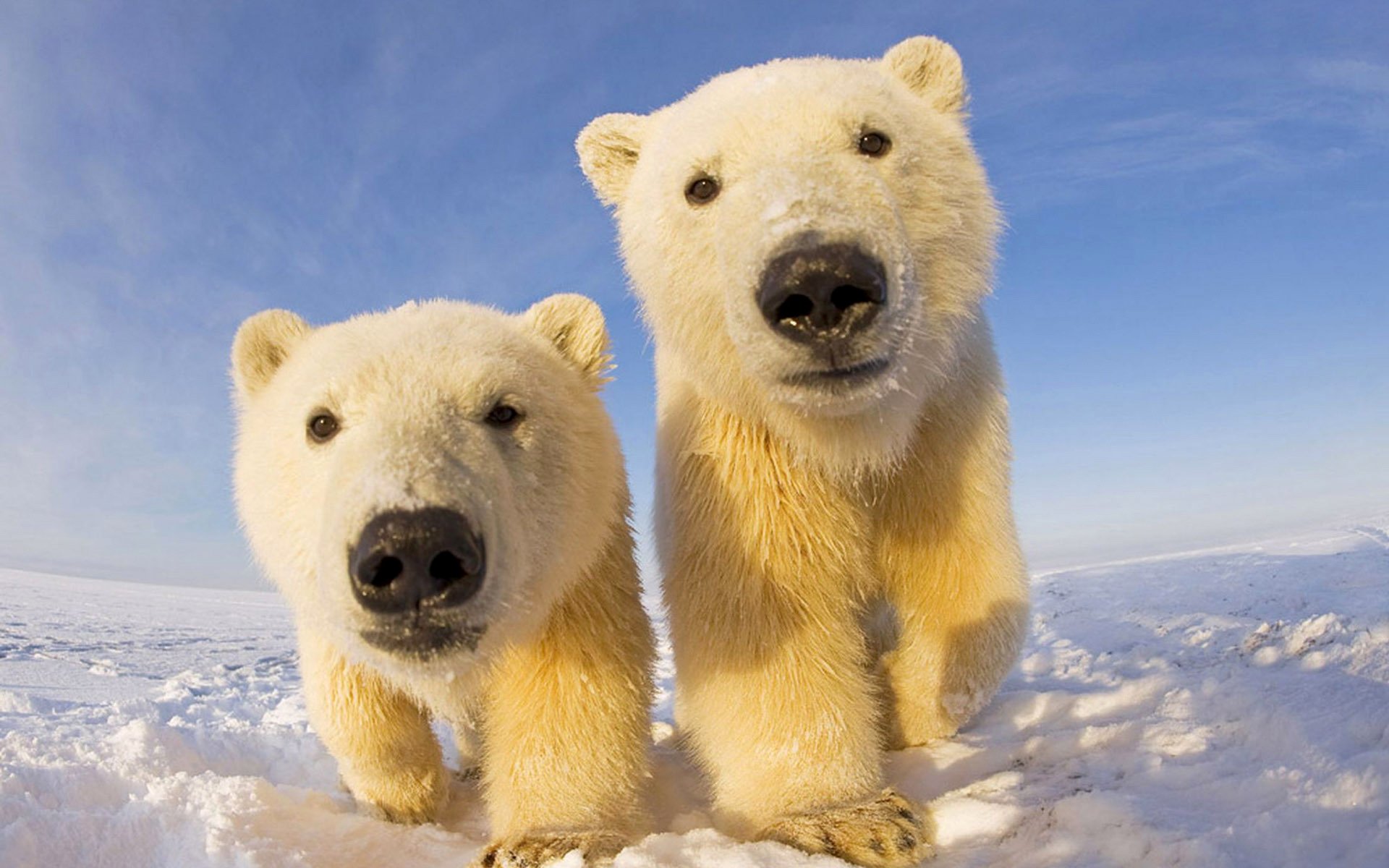 cachorros de oso norte cielo nieve oso polar