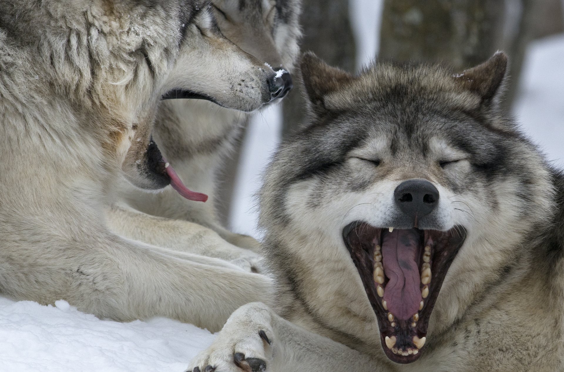 canada québec loups canadiens bâillements