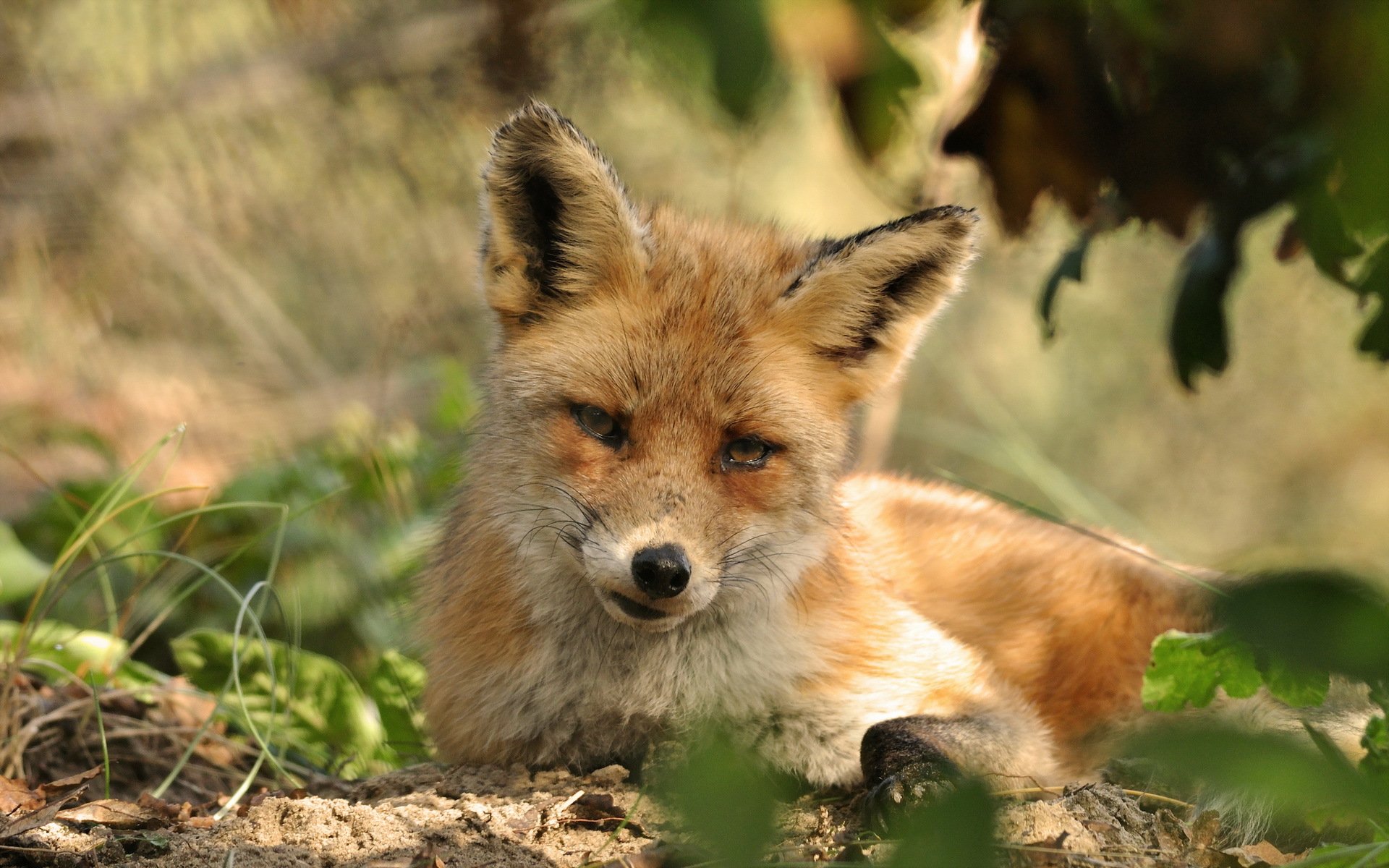 fuchs natur sommer