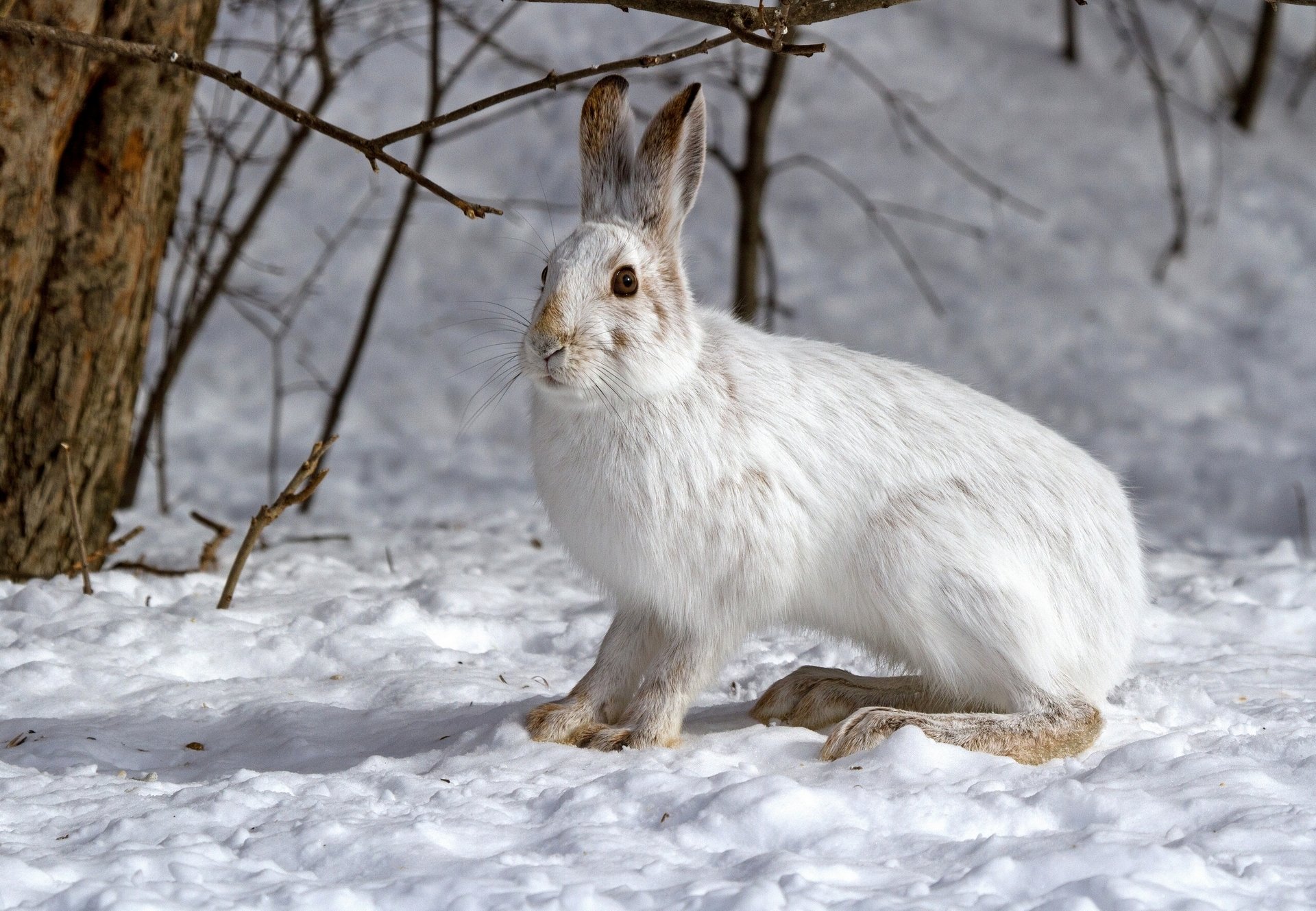 lièvre neige hiver