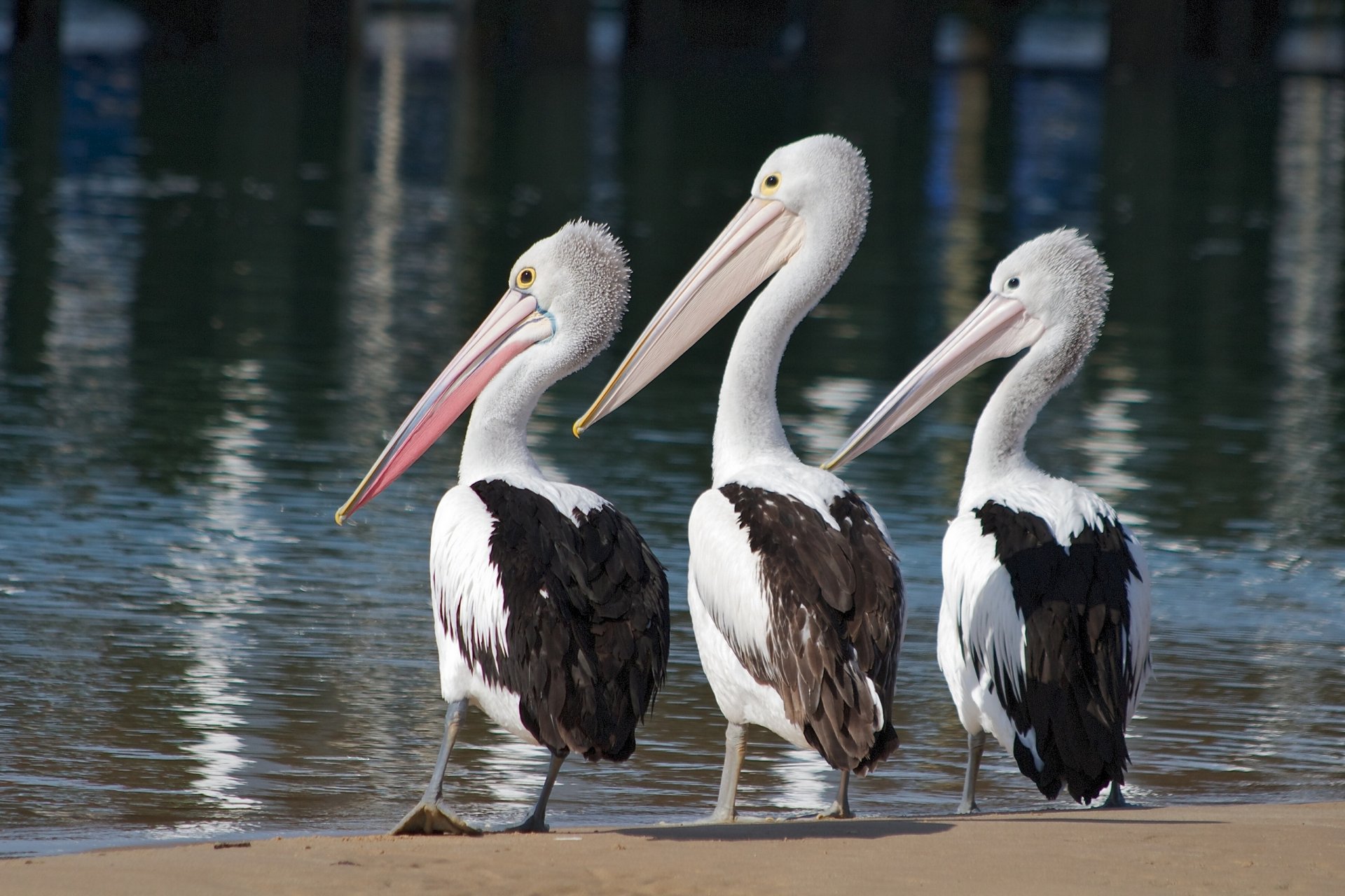 pélicans oiseaux trinité trio eau