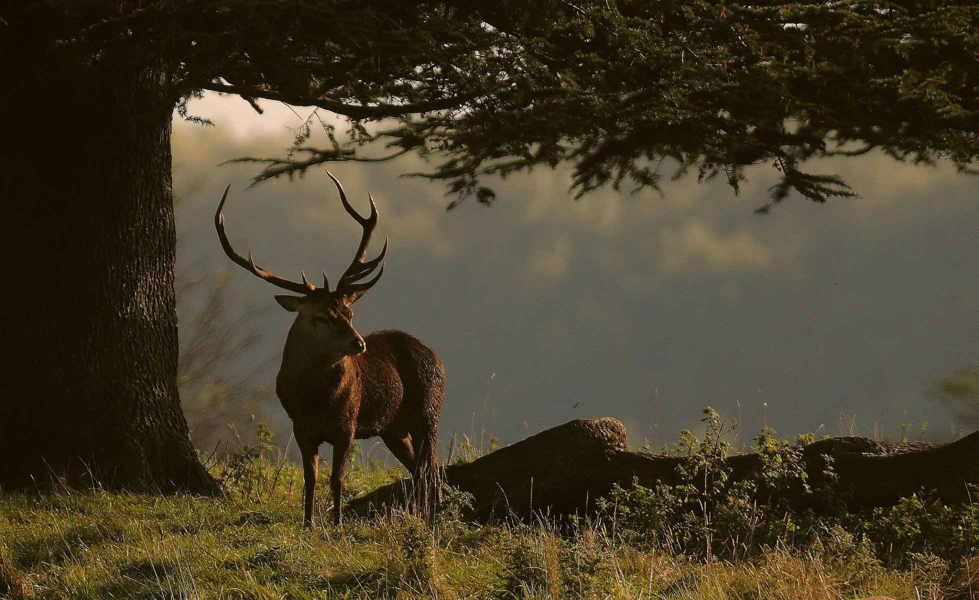 grass tree branches reindeer