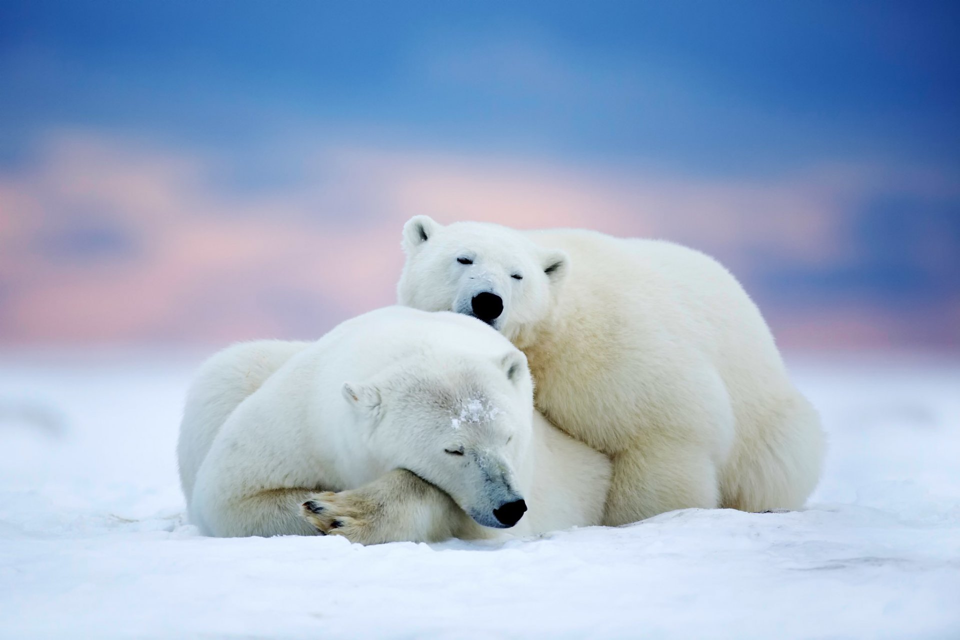 niedźwiedzie polarne niedźwiedzie drapieżniki dwa śpią arktyka alaska śnieg niebo