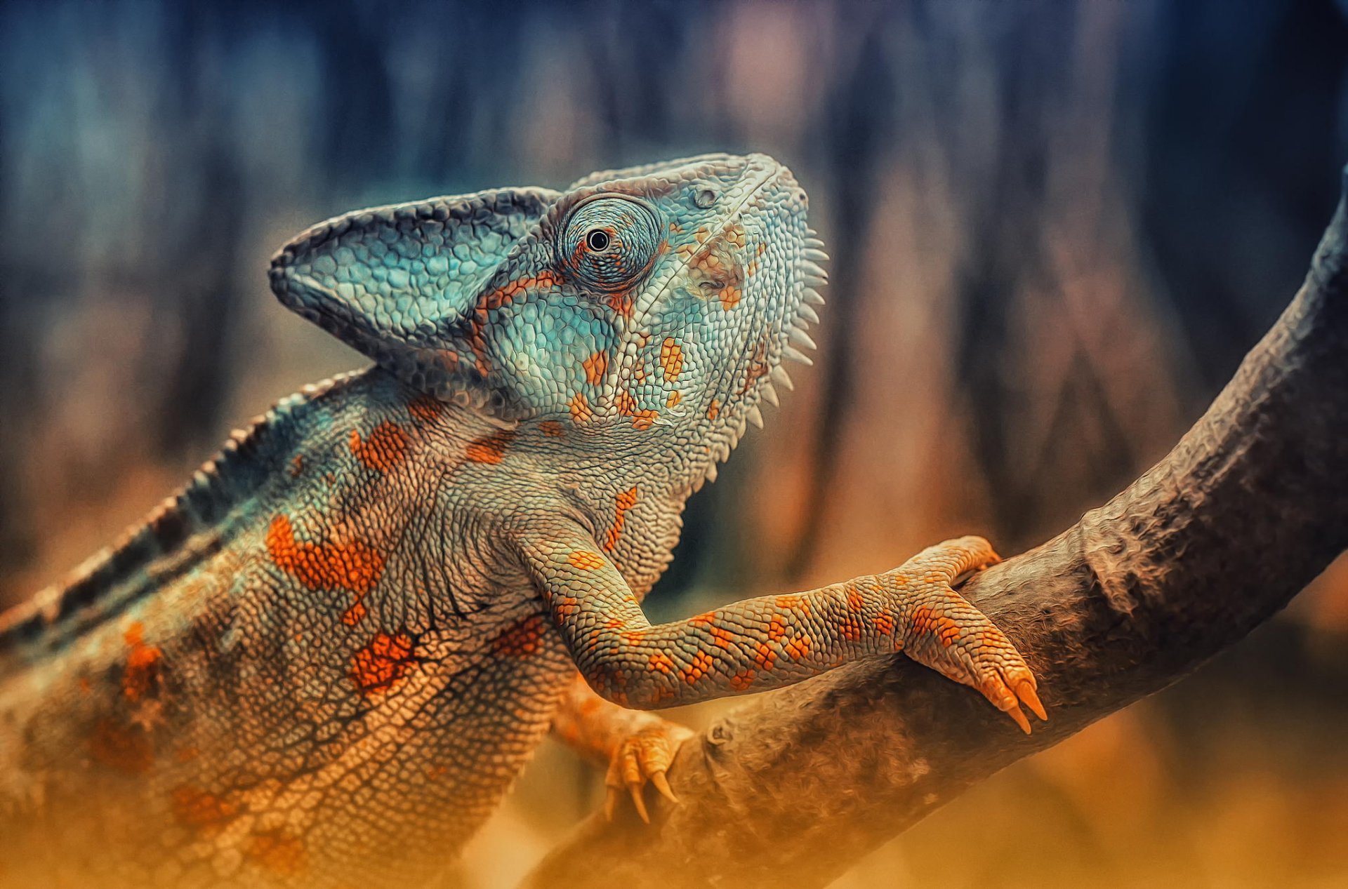 reptile caméléon reptile lézard branche couleur