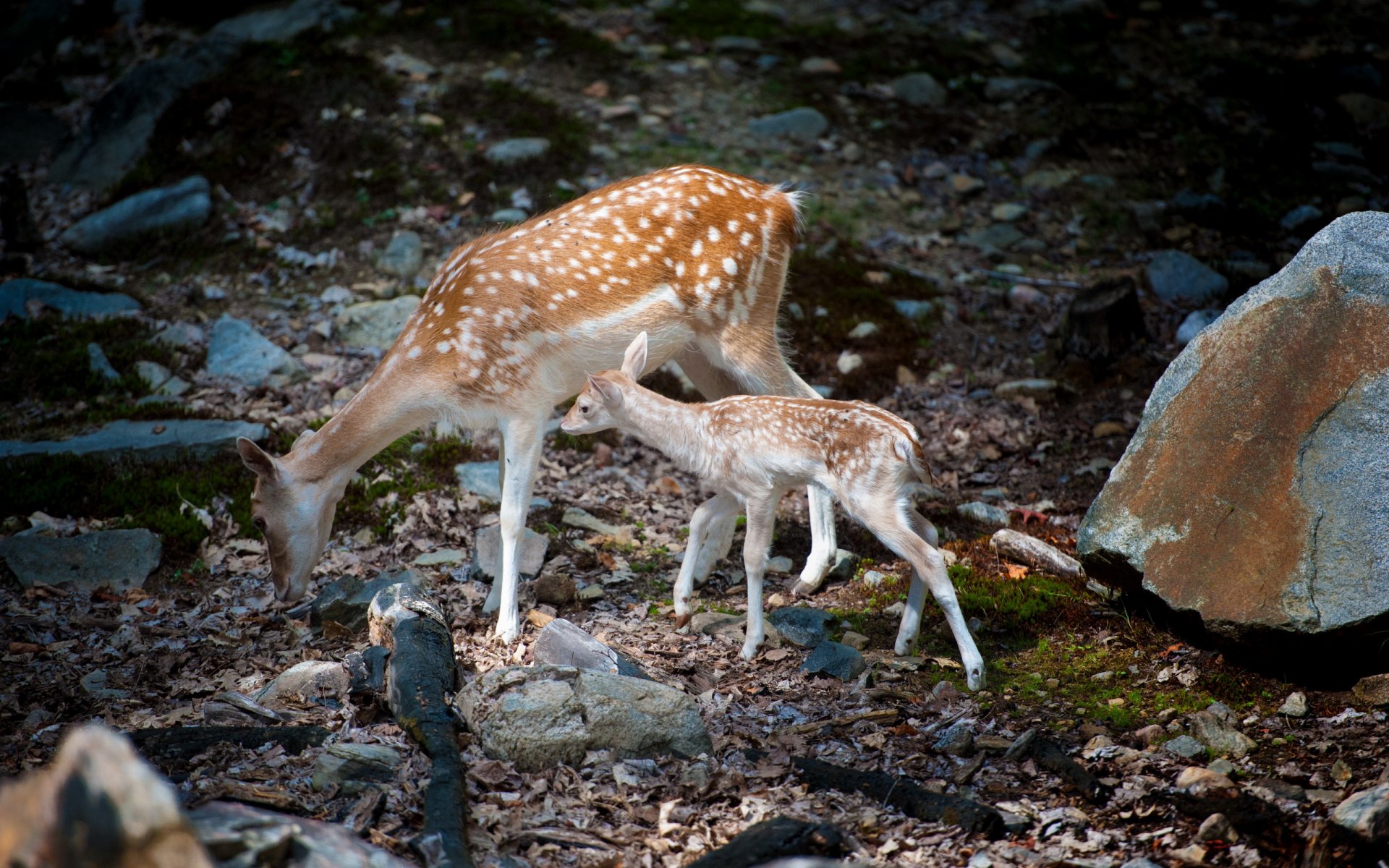 bambi mit mama reh natur