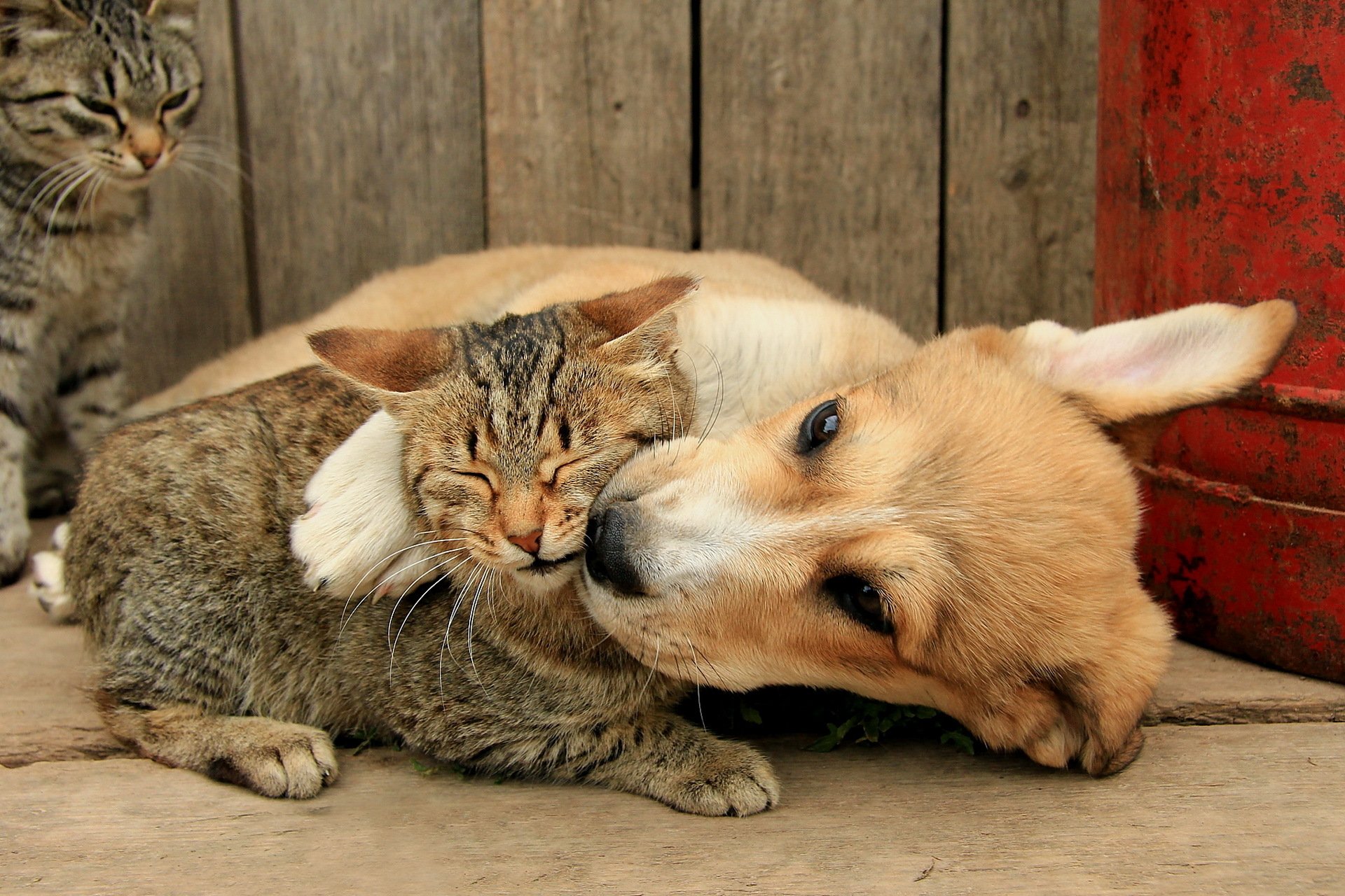 gato perro amigos