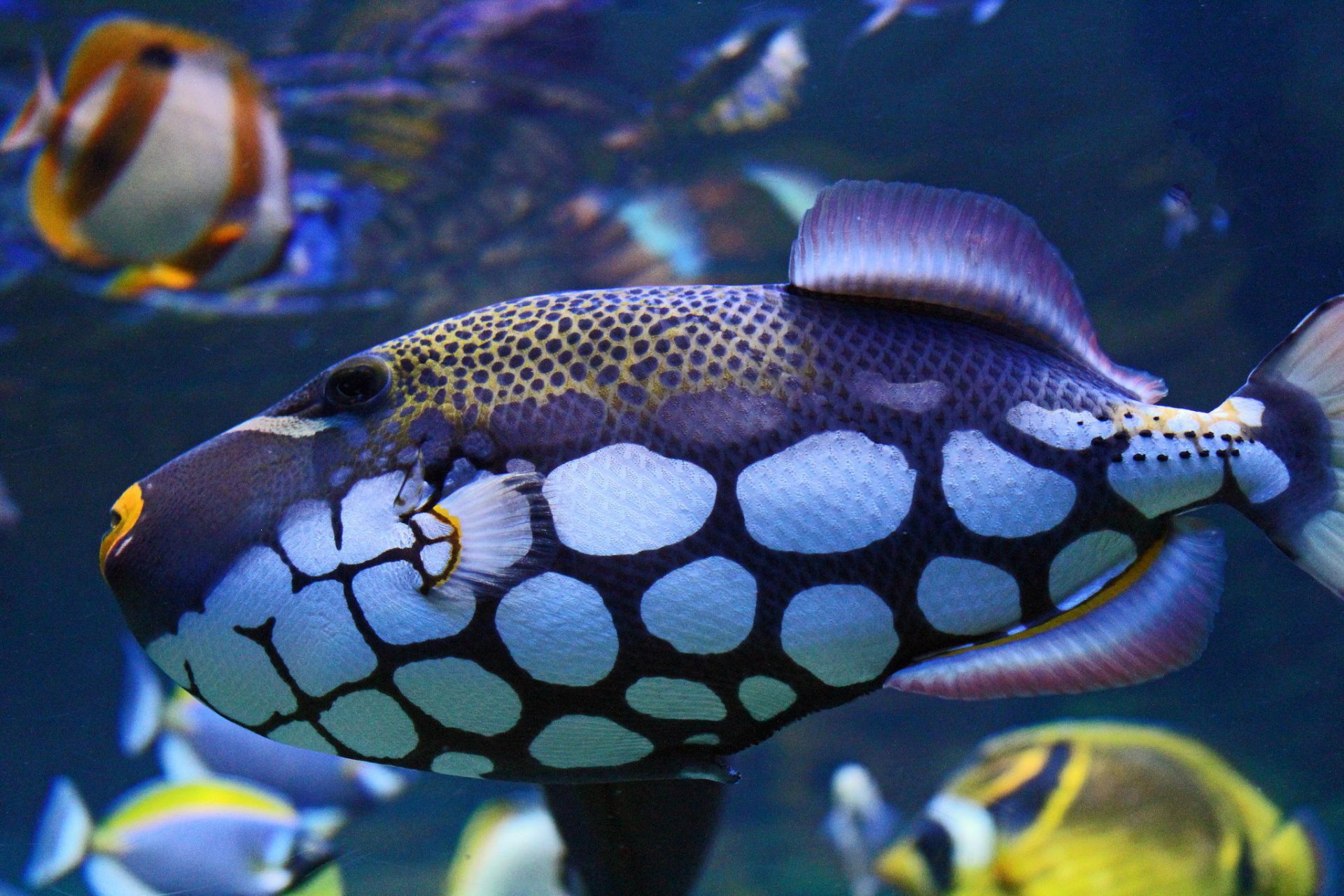 unterwasserwelt fische flecken farbe