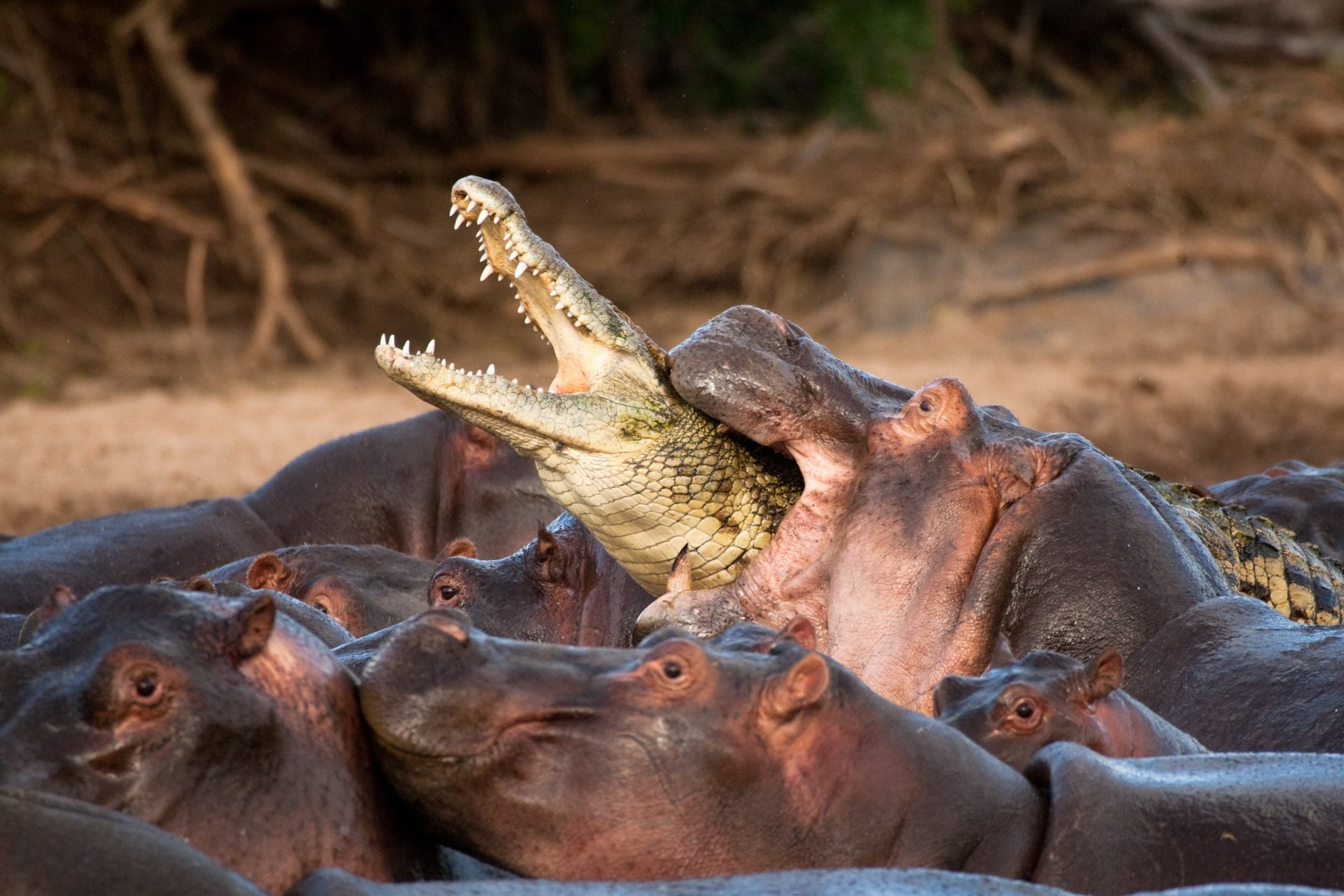 hippopotames troupeau attaque capture crocodile sacrifice désespoir destin